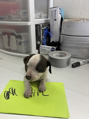 Adoptable Dog