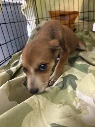 Dingo