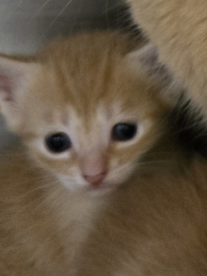Nelson