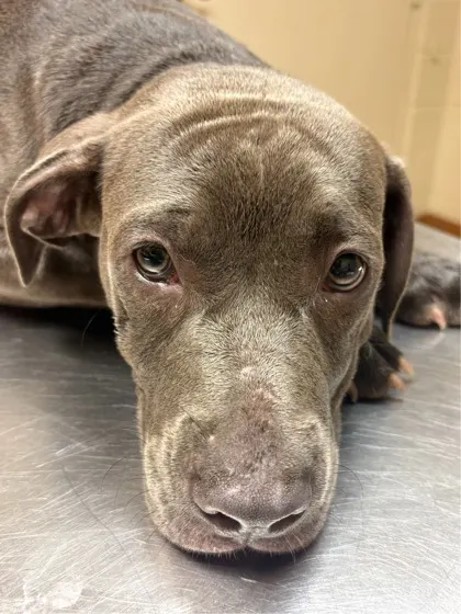 Gracie
