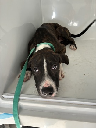 Adoptable Dog
