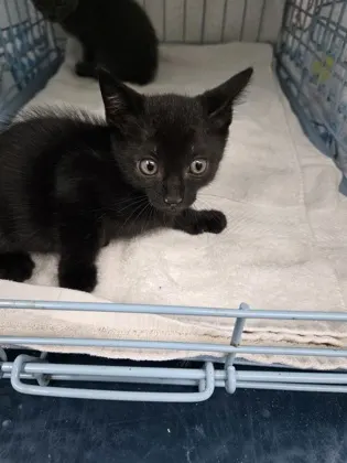 Kiya