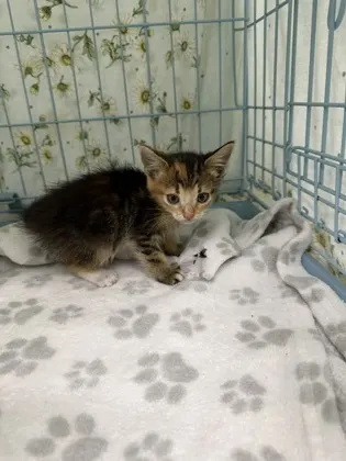 Adoptable Cat
