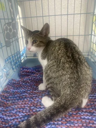 Adoptable Cat