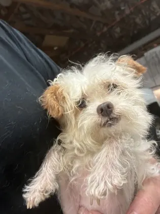 Adoptable Dog