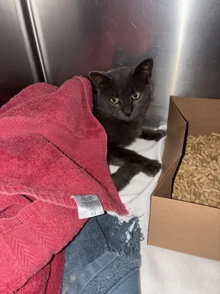 Adoptable Cat