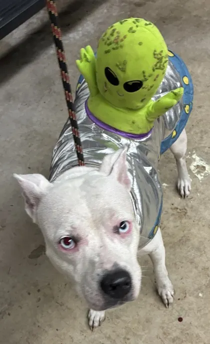 Adoptable Dog