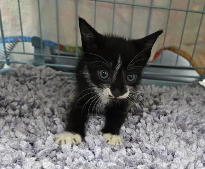 Adoptable Cat