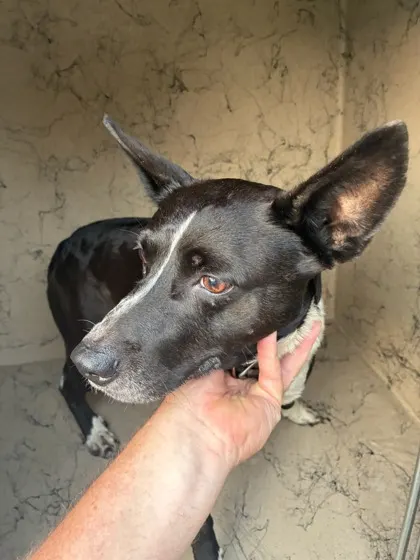 Adoptable Dog