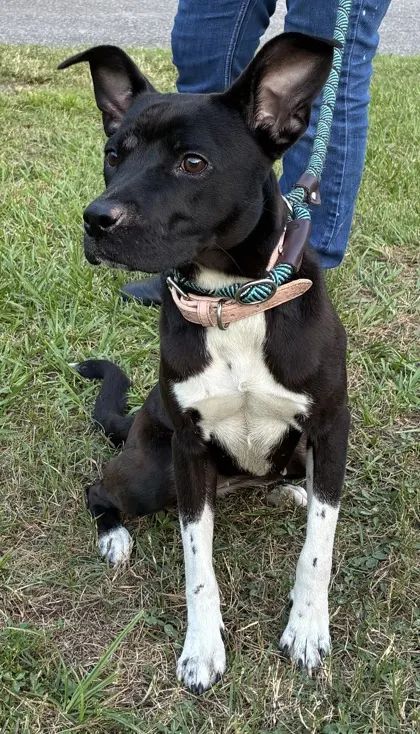 Adoptable Dog