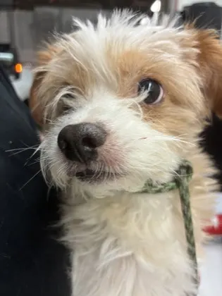 Adoptable Dog