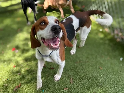 Willie Nelson