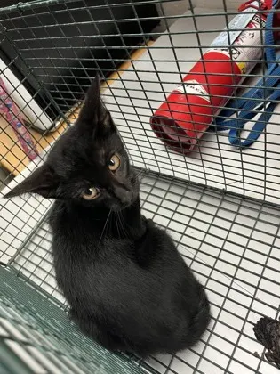 Adoptable Cat