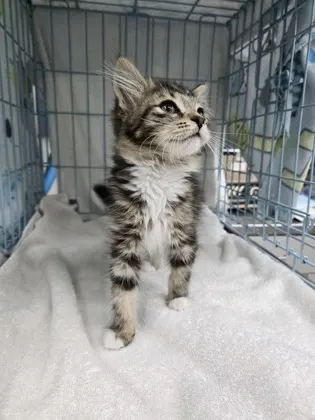 Adoptable Cat
