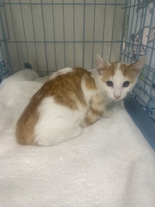 Adoptable Cat