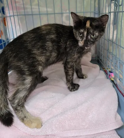 Gypsy