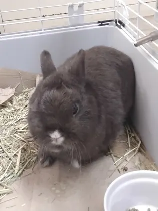 Bugs Bunny