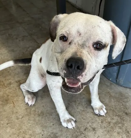 Adoptable Dog