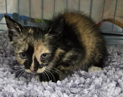 Adoptable Cat