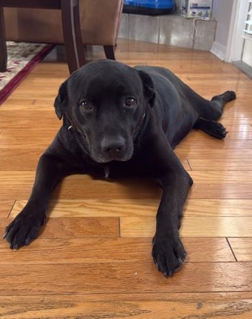 Puppers