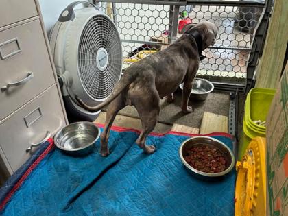 Adoptable Dog