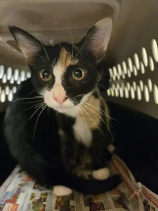 Adoptable Cat