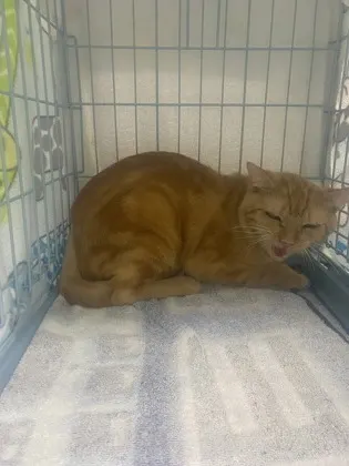 Adoptable Cat
