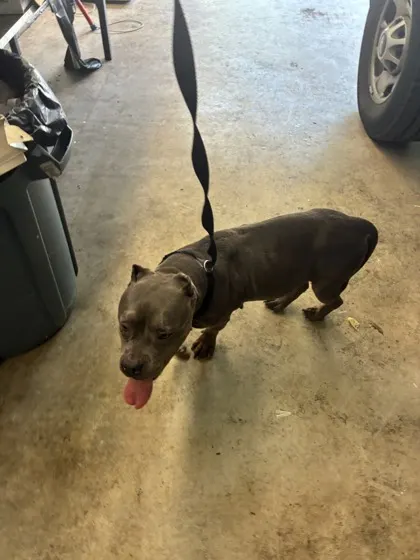 Adoptable Dog