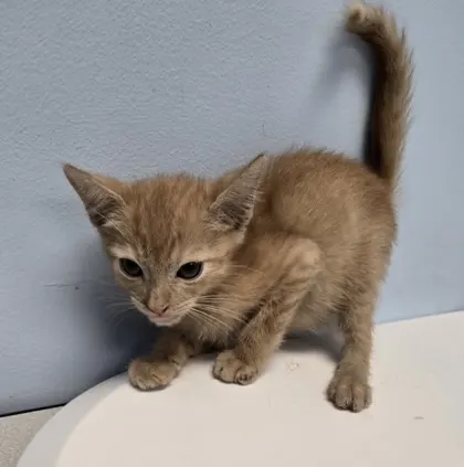 Jamal