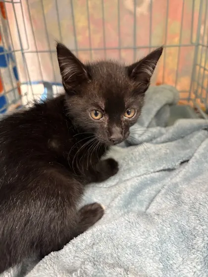 Loki