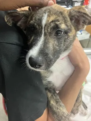 Adoptable Dog