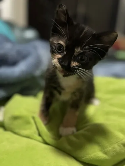 Sally