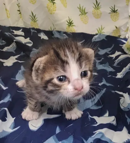 Adoptable Cat