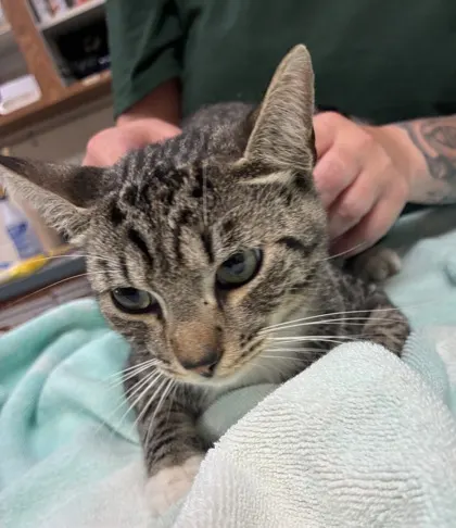 Adoptable Cat