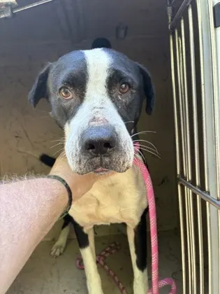 Adoptable Dog