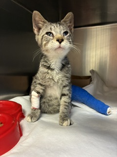 Adoptable Cat