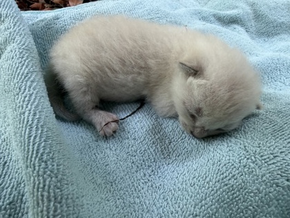 Adoptable Cat