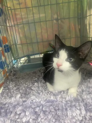 Adoptable Cat