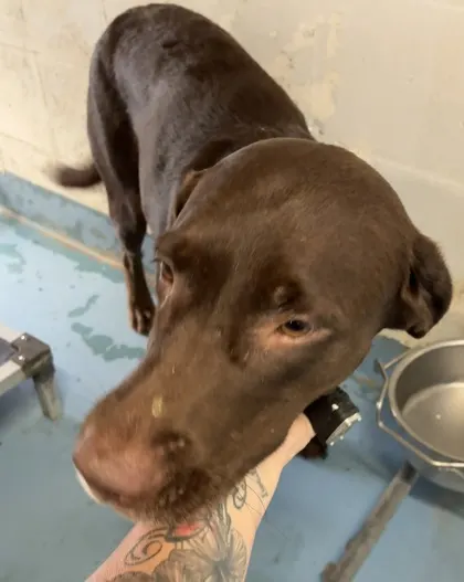 Adoptable Dog