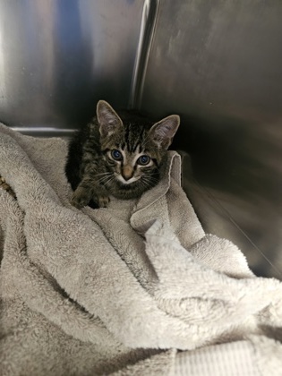 Adoptable Cat