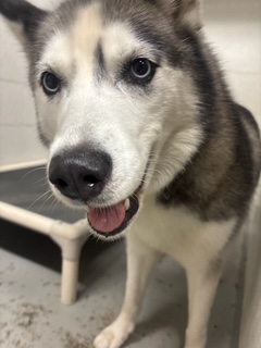 Dakota