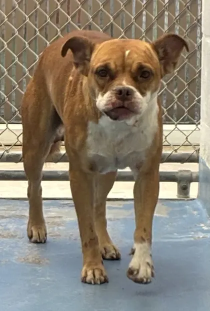 Adoptable Dog