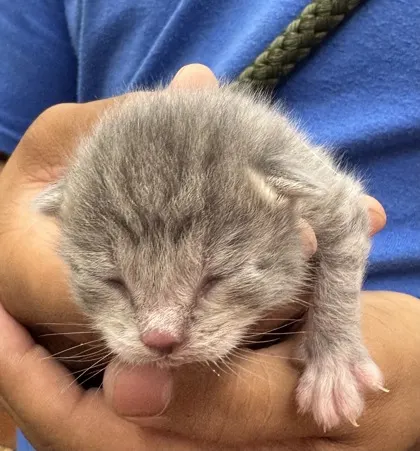 Banjo