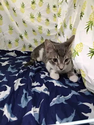Mika