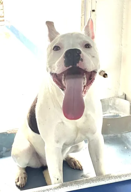 Kali