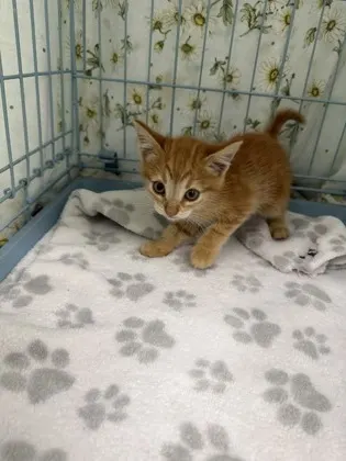 Adoptable Cat