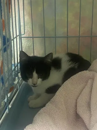 Adoptable Cat