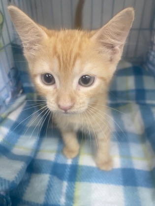 Simon