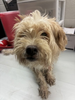 Adoptable Dog