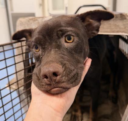 Adoptable Dog